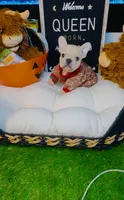 Queen, a female French Bulldog for sale in Watkinsville, GA – 2 of 9