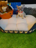 Dior, a male French Bulldog for sale in Watkinsville, GA – 5 of 7