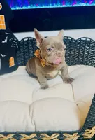 LV Rare Chocolate Lilac  , a male French Bulldog for sale in Watkinsville, GA – 8 of 10