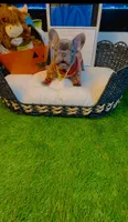 Armani, a male French Bulldog for sale in Watkinsville, GA – 3 of 8