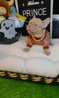 Price, a male French Bulldog for sale in Watkinsville, GA – 6 of 10
