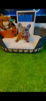 Armani, a male French Bulldog for sale in Watkinsville, GA – 5 of 8
