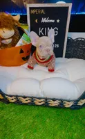 King, a male French Bulldog for sale in Watkinsville, GA – 4 of 10