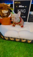 King, a male French Bulldog for sale in Watkinsville, GA – 6 of 10