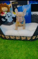 Price, a male French Bulldog for sale in Watkinsville, GA – 9 of 10