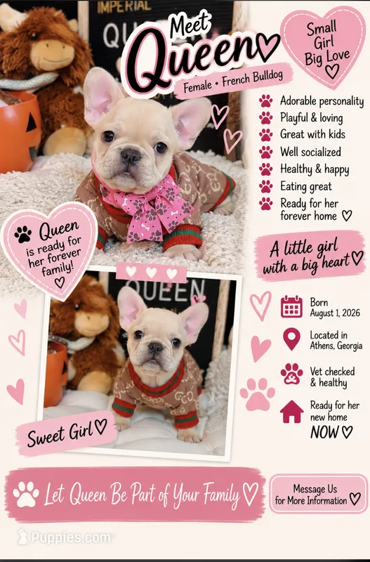 Queen – French Bulldog puppy for sale in Watkinsville, GA