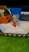 Dior, a male French Bulldog for sale in Watkinsville, GA – 4 of 7