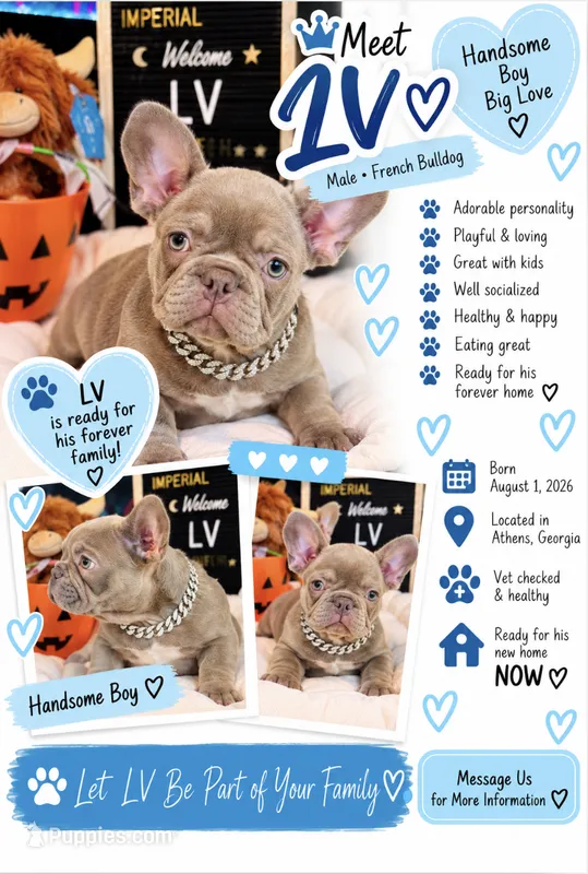 LV Rare Chocolate Lilac   – French Bulldog puppy for sale in Watkinsville, GA