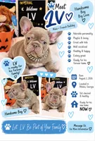 LV Rare Chocolate Lilac  , a male French Bulldog for sale in Watkinsville, GA – 1 of 10