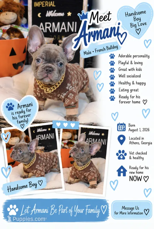Armani – French Bulldog puppy for sale in Watkinsville, GA