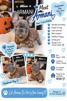 Armani, a male French Bulldog for sale in Watkinsville, GA – 1 of 8