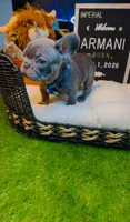Versace, a male French Bulldog for sale in Watkinsville, GA – 3 of 8