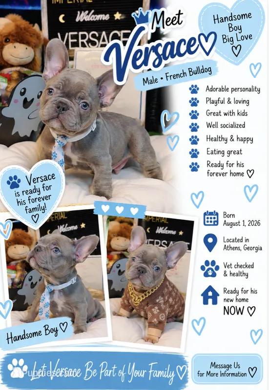 Versace – French Bulldog puppy for sale in Watkinsville, GA