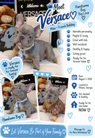 Versace, a male French Bulldog for sale in Watkinsville, GA – 1 of 8