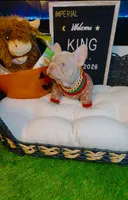 King, a male French Bulldog for sale in Watkinsville, GA – 3 of 10