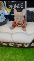 Price, a male French Bulldog for sale in Watkinsville, GA – 7 of 10