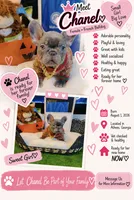 Chanel, a female French Bulldog for sale in Watkinsville, GA – 1 of 7