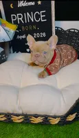 Price, a male French Bulldog for sale in Watkinsville, GA – 2 of 10