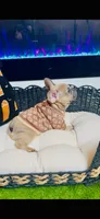 Athena Lilac Fawn, a female French Bulldog for sale in Watkinsville, GA – 5 of 6