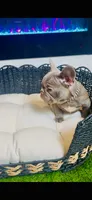 LV Rare Chocolate Lilac  , a male French Bulldog for sale in Watkinsville, GA – 3 of 10