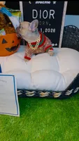 Dior, a male French Bulldog for sale in Watkinsville, GA – 6 of 7