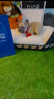 Dior, a male French Bulldog for sale in Watkinsville, GA – 7 of 7