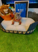Versace, a male French Bulldog for sale in Watkinsville, GA – 4 of 8