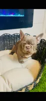 LV Rare Chocolate Lilac  , a male French Bulldog for sale in Watkinsville, GA – 9 of 10