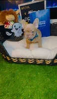 Price, a male French Bulldog for sale in Watkinsville, GA – 4 of 10