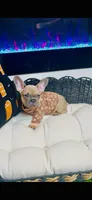 Athena Lilac Fawn, a female French Bulldog for sale in Watkinsville, GA – 4 of 6