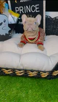 Price, a male French Bulldog for sale in Watkinsville, GA – 5 of 10