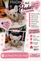 Prada, a female French Bulldog for sale in Watkinsville, GA – 1 of 8