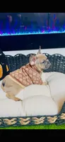 Athena Lilac Fawn, a female French Bulldog for sale in Watkinsville, GA – 3 of 6