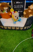 Queen, a female French Bulldog for sale in Watkinsville, GA – 6 of 9