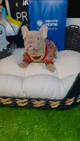 Price, a male French Bulldog for sale in Watkinsville, GA – 10 of 10