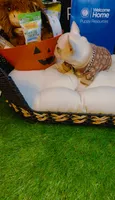 Prada, a female French Bulldog for sale in Watkinsville, GA – 4 of 8