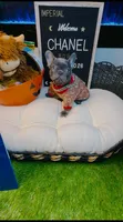 Chanel, a female French Bulldog for sale in Watkinsville, GA – 3 of 7