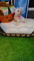 Prada, a female French Bulldog for sale in Watkinsville, GA – 8 of 8