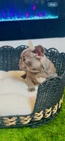 LV Rare Chocolate Lilac  , a male French Bulldog for sale in Watkinsville, GA – 7 of 10