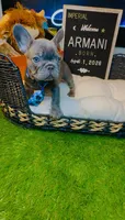 Versace, a male French Bulldog for sale in Watkinsville, GA – 6 of 8