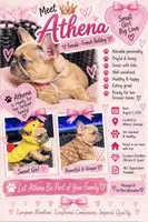 Athena Lilac Fawn, a female French Bulldog for sale in Watkinsville, GA – 1 of 6