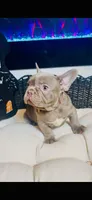 LV Rare Chocolate Lilac  , a male French Bulldog for sale in Watkinsville, GA – 6 of 10