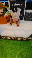 King, a male French Bulldog for sale in Watkinsville, GA – 2 of 10