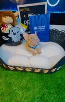 Price, a male French Bulldog for sale in Watkinsville, GA – 3 of 10