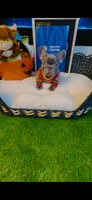 Armani, a male French Bulldog for sale in Watkinsville, GA – 7 of 8