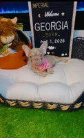 Georgia, a female French Bulldog for sale in Watkinsville, GA – 2 of 5