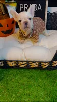 Prada, a female French Bulldog for sale in Watkinsville, GA – 5 of 8