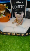 Georgia, a female French Bulldog for sale in Watkinsville, GA – 3 of 5