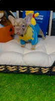 Georgia, a female French Bulldog for sale in Watkinsville, GA – 4 of 5