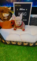 King, a male French Bulldog for sale in Watkinsville, GA – 10 of 10